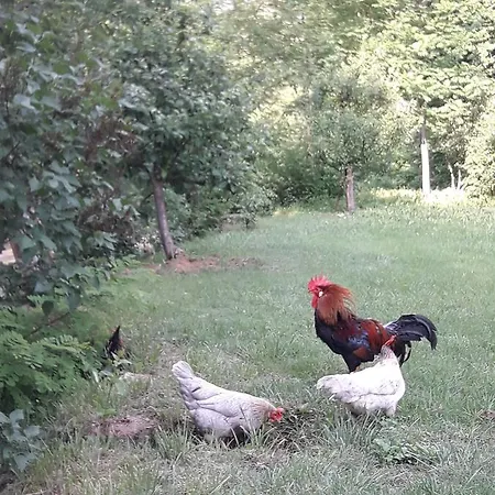 Гостевой дом Bosa Noga Rzav Arilje