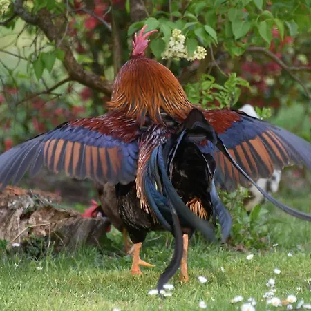 Гостевой дом Bosa Noga Rzav *