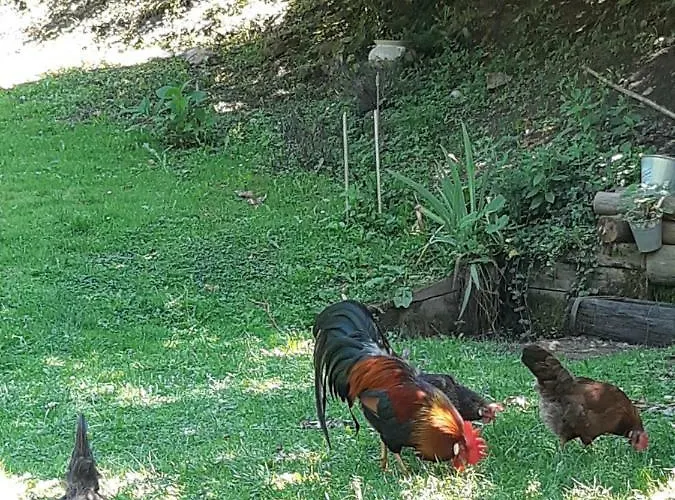 Bosa Noga Rzav Arilje